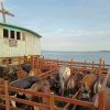 Dua Ekor Sapi Kurban Bantuan Presiden untuk Karimun, Jenis Simental Berbobot 600 Kg dan Angus 400 Kg