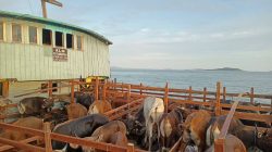 Dua Ekor Sapi Kurban Bantuan Presiden untuk Karimun, Jenis Simental Berbobot 600 Kg dan Angus 400 Kg