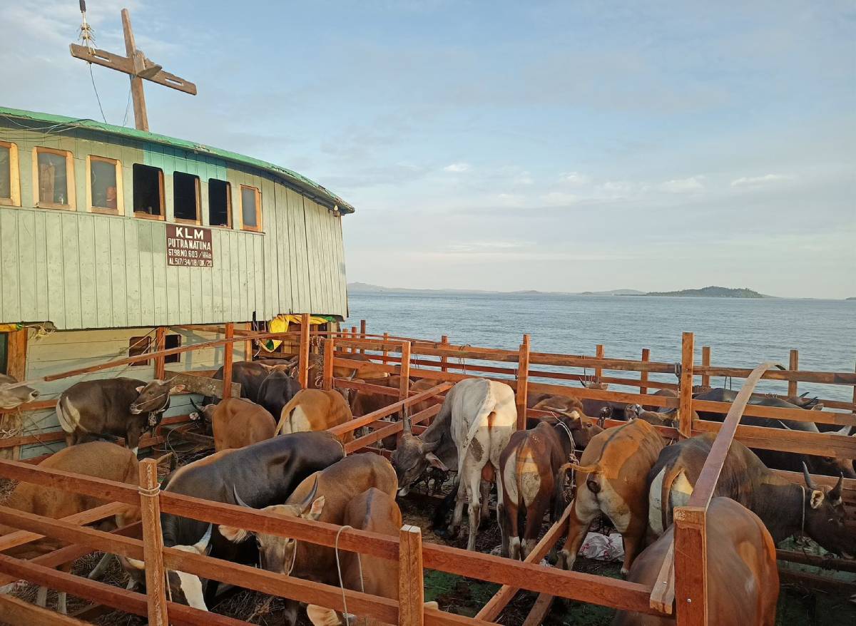 Dua Ekor Sapi Kurban Bantuan Presiden untuk Karimun, Jenis Simental Berbobot 600 Kg dan Angus 400 Kg.