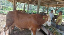 Kemenag Bintan: 693 Hewan Kurban Akan Disembelih di Kabupaten Bintan Saat Iduladha 1447 Hijriah