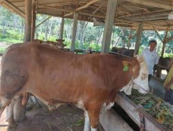 Kemenag Bintan: 693 Hewan Kurban Akan Disembelih di Kabupaten Bintan Saat Iduladha 1447 Hijriah