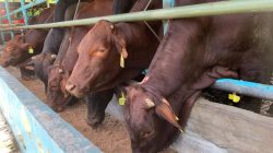 Stok Hewan Kurban Kepri 19 Ribu Ekor, DKP2KH Dipastikan Bebas PMK