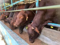 Stok Hewan Kurban Kepri 19 Ribu Ekor, DKP2KH Dipastikan Bebas PMK
