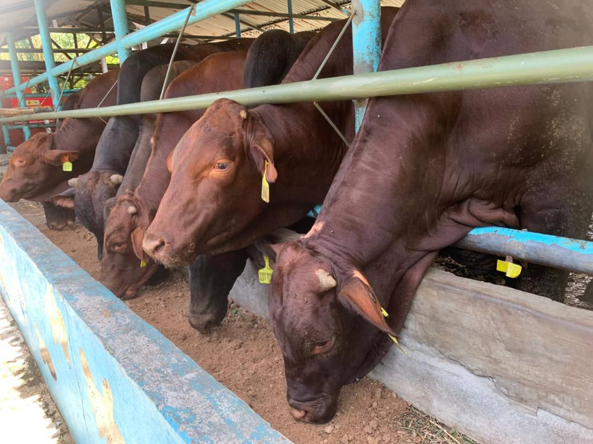Stok Hewan Kurban Kepri 19 Ribu Ekor, DKP2KH Dipastikan Bebas PMK.