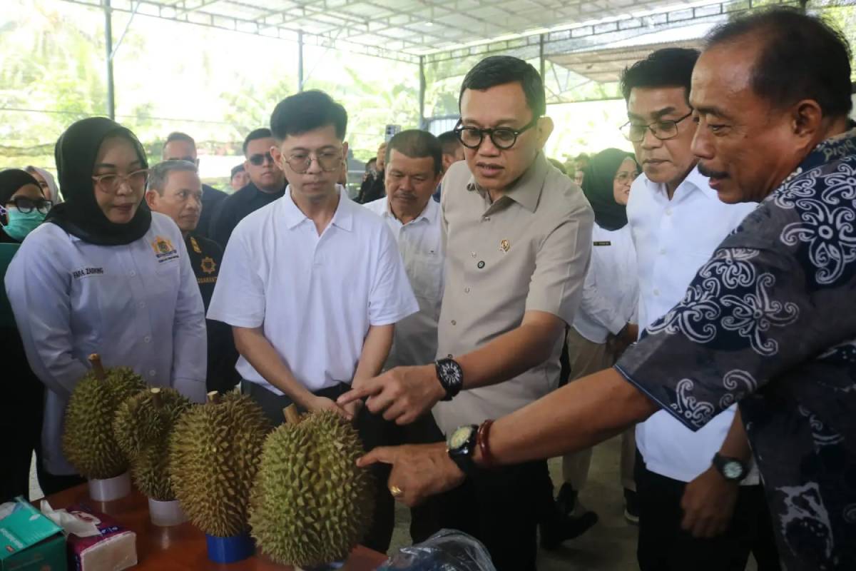 Barantin Komitmen Tingkatkan Daya Saing Durian Sulawesi Tengah di Pasar Ekspor.