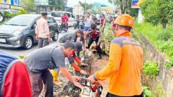 Dua Pohon Tumbang di Tanjungpinang, Dua Pengendara Alami Luka-Luka