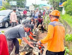 Dua Pohon Tumbang di Tanjungpinang, Dua Pengendara Alami Luka-Luka