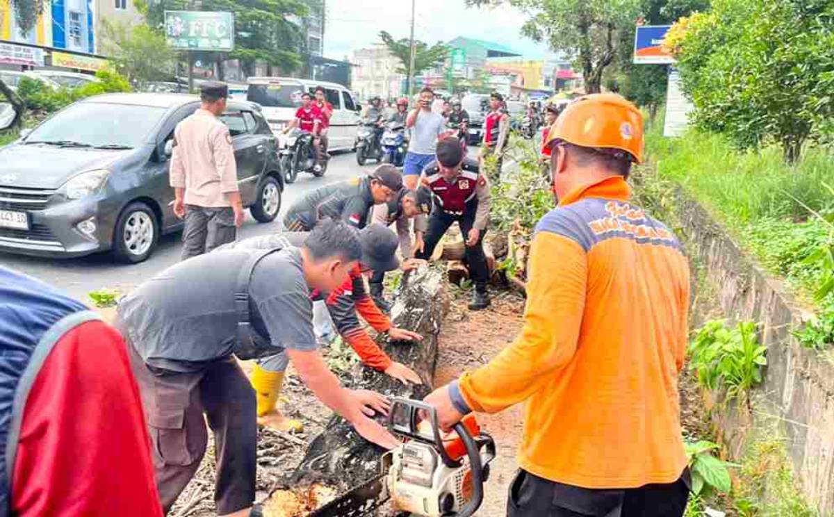 Dua Pohon Tumbang di Tanjungpinang, Dua Pengendara Alami Luka-Luka.
