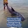 Aksi Heroik Warga Mentawai Sumbar, Gotong Royong Selamatkan Lumba-Lumba Terdampar
