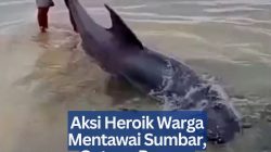 Aksi Heroik Warga Mentawai Sumbar, Gotong Royong Selamatkan Lumba-Lumba Terdampar