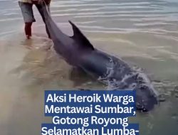 Aksi Heroik Warga Mentawai Sumbar, Gotong Royong Selamatkan Lumba-Lumba Terdampar