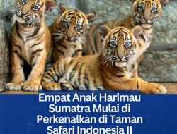 Empat Anak Harimau Sumatra Mulai di Perkenalkan di Taman Safari Indonesia II Prigen