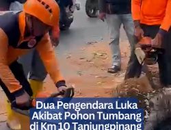 Dua Pengendara Luka Akibat Pohon Tumbang di Km 10 Tanjungpinang