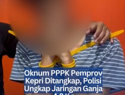 Oknum PPPK Pemprov Kepri Ditangkap, Polisi Ungkap Jaringan Ganja 4,8 Kg