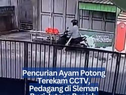 Pencurian Ayam Potong Terekam CCTV, Pedagang di Sleman Rugi Jutaan Rupiah