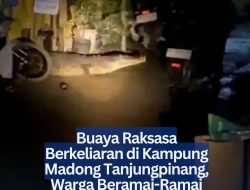 Buaya Raksasa Berkeliaran di Kampung Madong Tanjungpinang, Warga Beramai-Ramai Mengusir