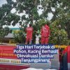 Tiga Hari Terjebak di Pohon, Kucing Berhasil Dievakuasi Damkar Tanjungpinang