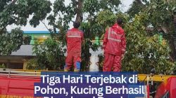 Tiga Hari Terjebak di Pohon, Kucing Berhasil Dievakuasi Damkar Tanjungpinang