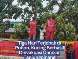 Tiga Hari Terjebak di Pohon, Kucing Berhasil Dievakuasi Damkar Tanjungpinang