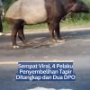 Sempat Viral, 4 Pelaku Penyembelihan Tapir Ditangkap dan Dua DPO
