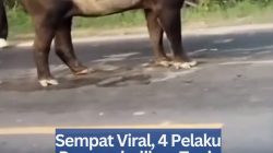 Sempat Viral, 4 Pelaku Penyembelihan Tapir Ditangkap dan Dua DPO