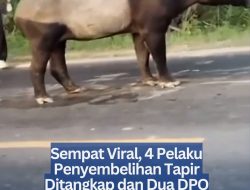 Sempat Viral, 4 Pelaku Penyembelihan Tapir Ditangkap dan Dua DPO