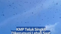 KMP Teluk Singkil Dikerumuni Lebah Saat Hendak Sandar di Tanjung Buton