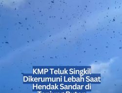KMP Teluk Singkil Dikerumuni Lebah Saat Hendak Sandar di Tanjung Buton
