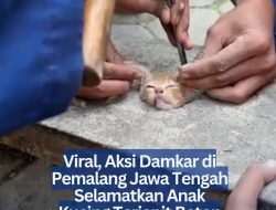 Viral, Aksi Damkar di Pemalang Jawa Tengah Selamatkan Anak Kucing Terjepit Beton