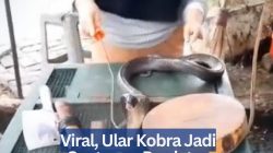 Viral, Ular Kobra Jadi Santapan Predator Puncak