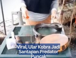 Viral, Ular Kobra Jadi Santapan Predator Puncak