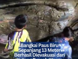 Bangkai Paus Biru Sepanjang 13 Meter Berhasil Dievakuasi dari Kolong Rumah Warga