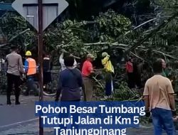 Pohon Besar Tumbang Tutupi Jalan di Km 5 Tanjungpinang