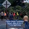 Pohon Besar Tumbang Tutupi Jalan di Km 5 Tanjungpinang