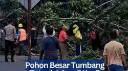 Pohon Besar Tumbang Tutupi Jalan di Km 5 Tanjungpinang.