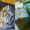 BC Tanjungpinang Gagalkan Penyeludupan 216 Kilogram Sisik Trenggiling Senilai Rp12 Miliar di Pelabuhan Roro Tanjung Uban