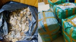 BC Tanjungpinang Gagalkan Penyeludupan 216 Kilogram Sisik Trenggiling Senilai Rp12 Miliar di Pelabuhan Roro Tanjung Uban.