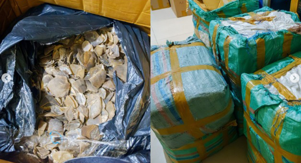 BC Tanjungpinang Gagalkan Penyeludupan 216 Kilogram Sisik Trenggiling Senilai Rp12 Miliar di Pelabuhan Roro Tanjung Uban.