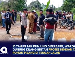 15 Tahun Tak Kunjung Diperbaiki, Warga Gunung Kijang Bintan Protes dengan Tanam Pohon Pisang di Tengah Jalan