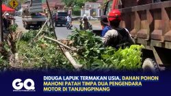 Diduga Lapuk Termakan Usia, Dahan Pohon Mahoni Patah Timpa Dua Pengendara Motor di Tanjungpinang
