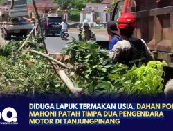 Diduga Lapuk Termakan Usia, Dahan Pohon Mahoni Patah Timpa Dua Pengendara Motor di Tanjungpinang