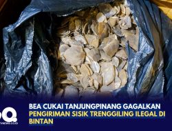 Bea Cukai Tanjungpinang Gagalkan Pengiriman Sisik Trenggiling Ilegal di Bintan