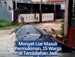 Monyet Liar Masuk Permukiman, 15 Warga di Tembilahan Jadi Korban