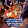 Harimau Sumatera Betina Masuk Kandang Jebak Usai Mangsa Kambing Warga