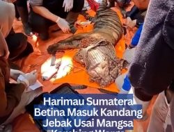 Harimau Sumatera Betina Masuk Kandang Jebak Usai Mangsa Kambing Warga