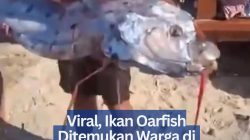 Viral, Ikan Oarfish Ditemukan Warga di Pantai Pink 3 Lombok Timur