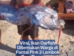 Viral, Ikan Oarfish Ditemukan Warga di Pantai Pink 3 Lombok Timur