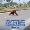 Viral! Orangutan Masuk Permukiman di Tengah Karhutla di Kabupaten Katingan