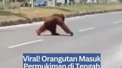 Viral! Orangutan Masuk Permukiman di Tengah Karhutla di Kabupaten Katingan