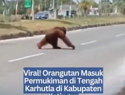 Viral! Orangutan Masuk Permukiman di Tengah Karhutla di Kabupaten Katingan